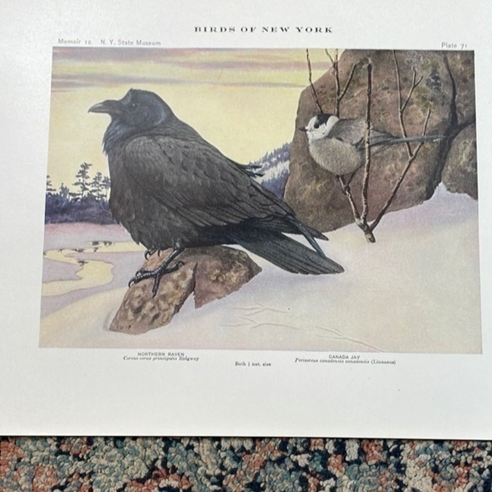 Antique Ornithological Bird Print Original Raven Canada jay - Picture 14 of 14